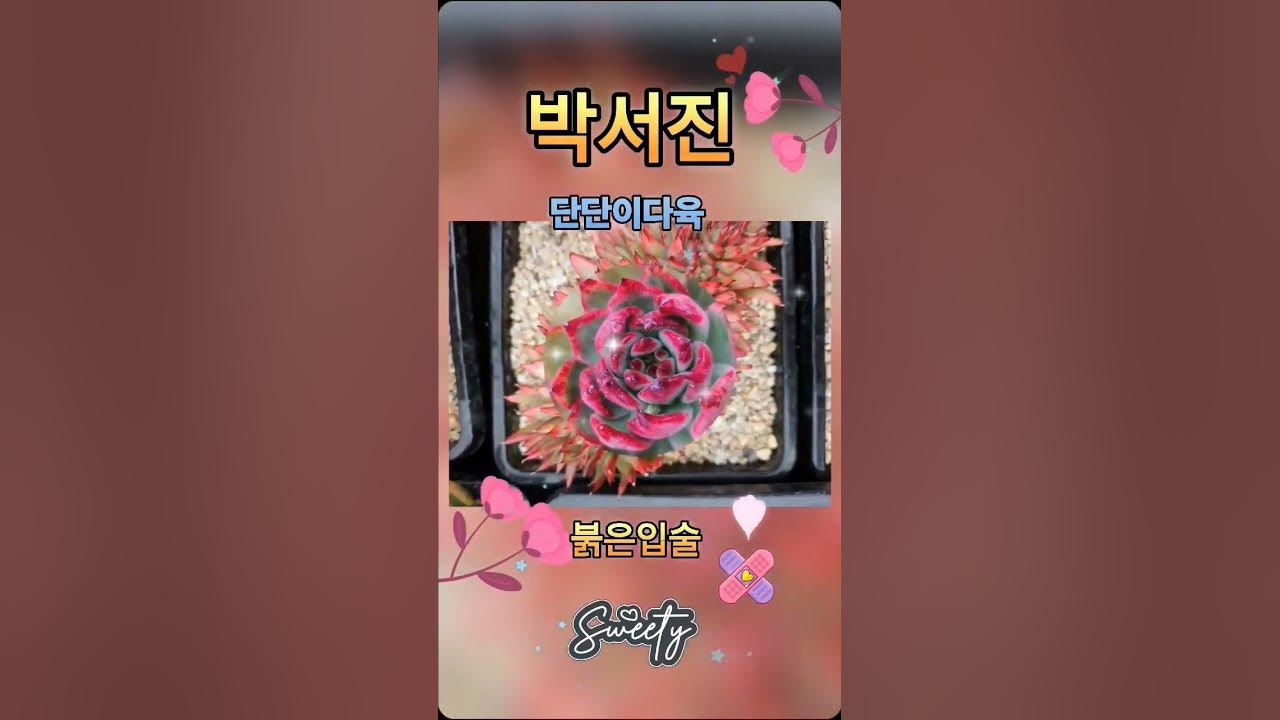 Z)천사점토30g/분홍 썸네일 3