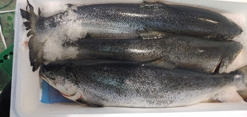고래섬고등어500g 썸네일 3