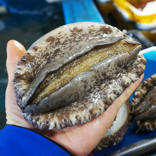 오징어할복(탈피) 1kg(3~4미) 썸네일 2