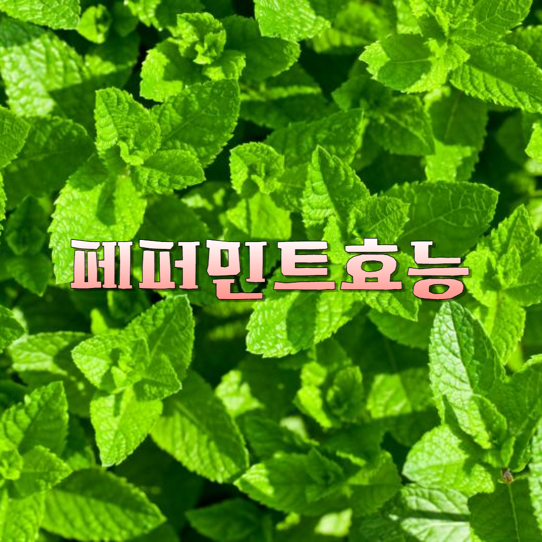 페퍼민트 450g 썸네일 3