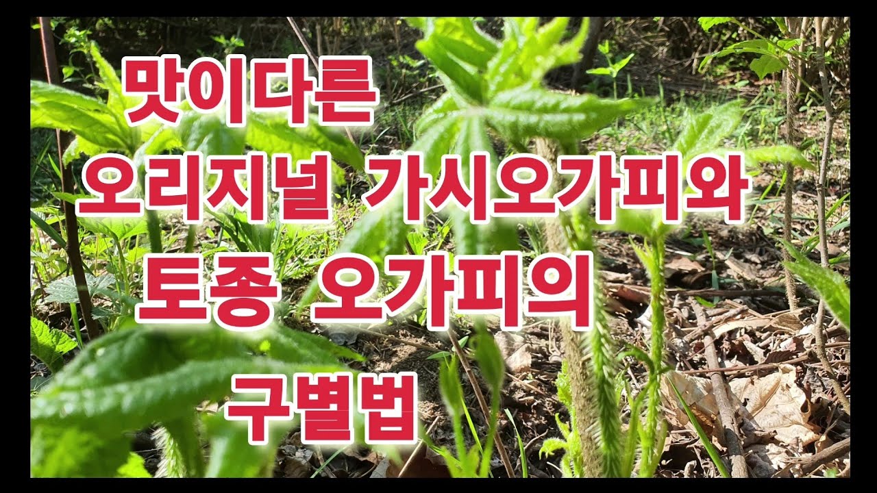 가시오가피와 썸네일 2