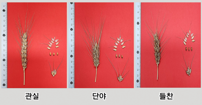 토종밀 보리차 토종밀30% 500G 썸네일 2