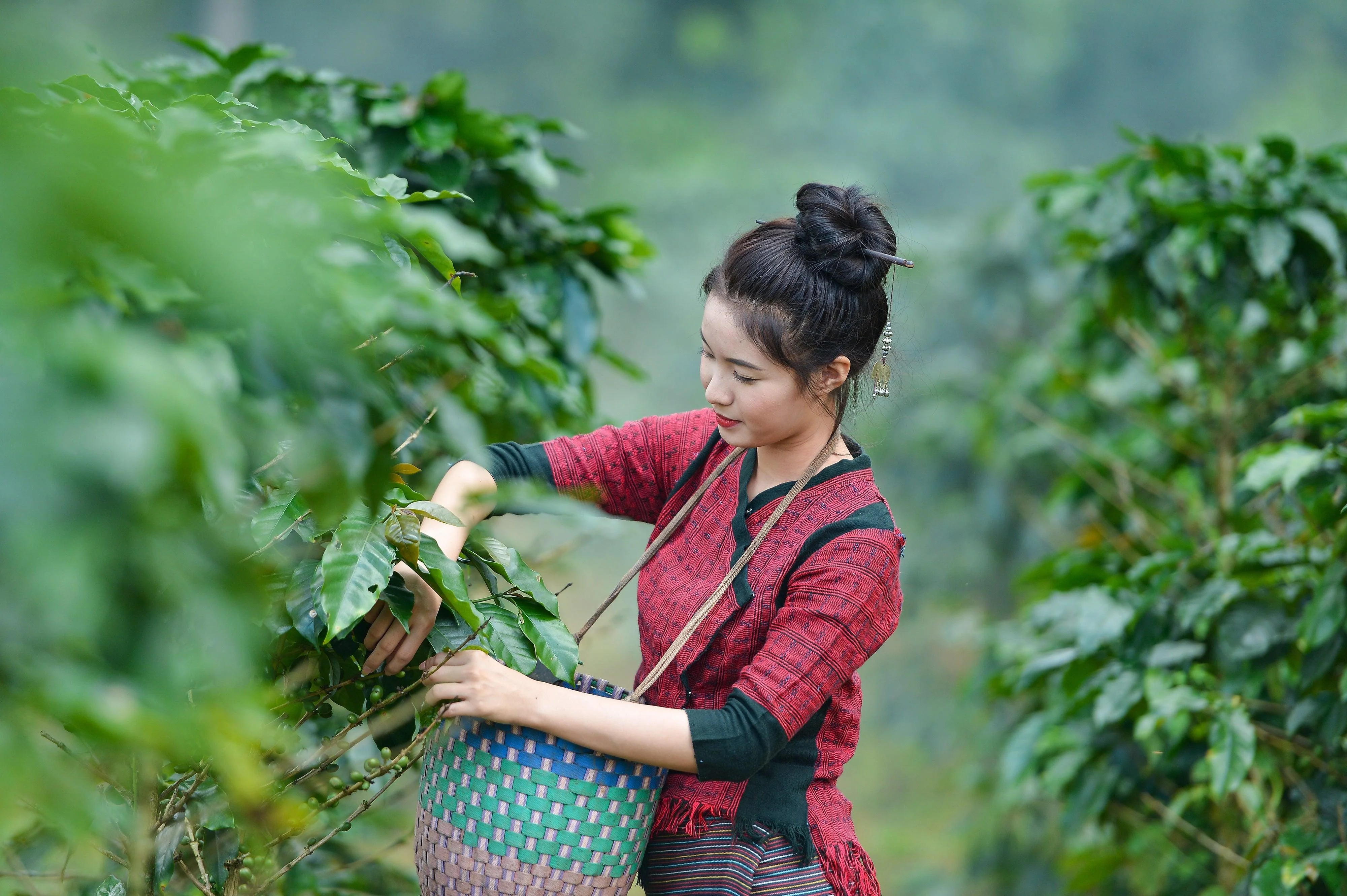 수마트라 만데린 100%(Sumatra Mandheling 100%) 100g 썸네일 3