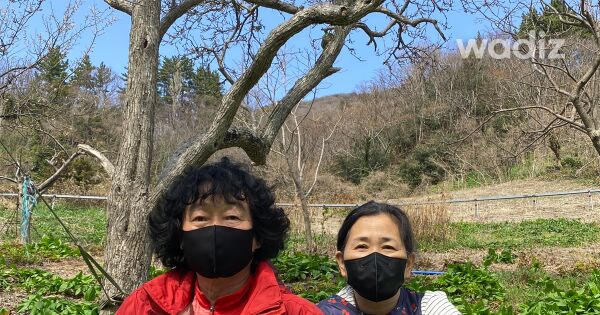 명이절임 썸네일 2