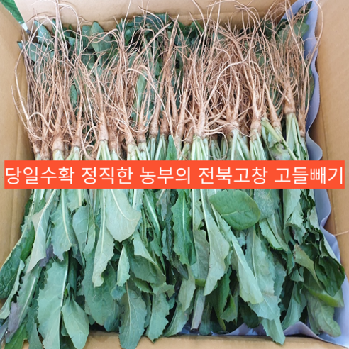 늘푸른 고들빼기 1kg 썸네일 3