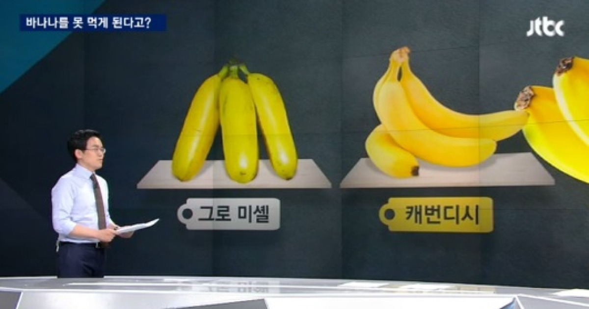 웰푸드 바나나슈니발렌타임 100G x 1EA 썸네일 3