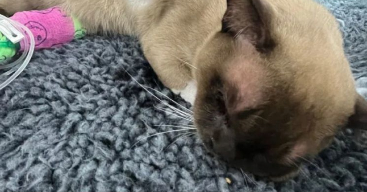 데굴데굴 고양이 썸네일 2