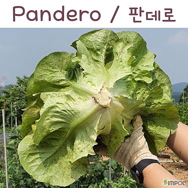 상추키우기세트 썸네일 2