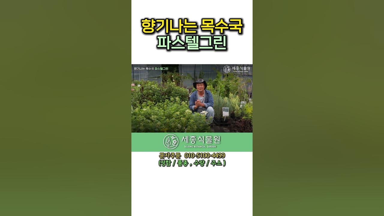 A)드라픽스F샤프/파스텔그린 썸네일 2