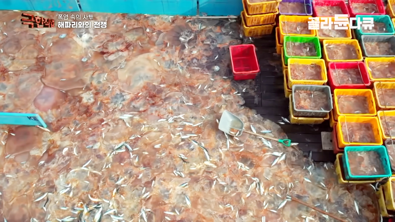 [참맛원][참맛있는 해파리][12ea][1kg] 썸네일 2
