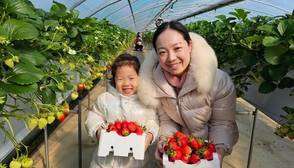딸기 쨈 썸네일 3