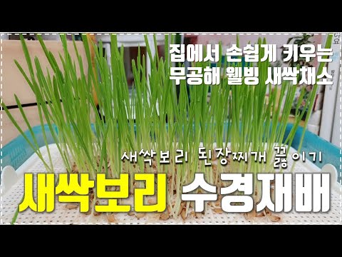 새싹보리키우기 썸네일 3