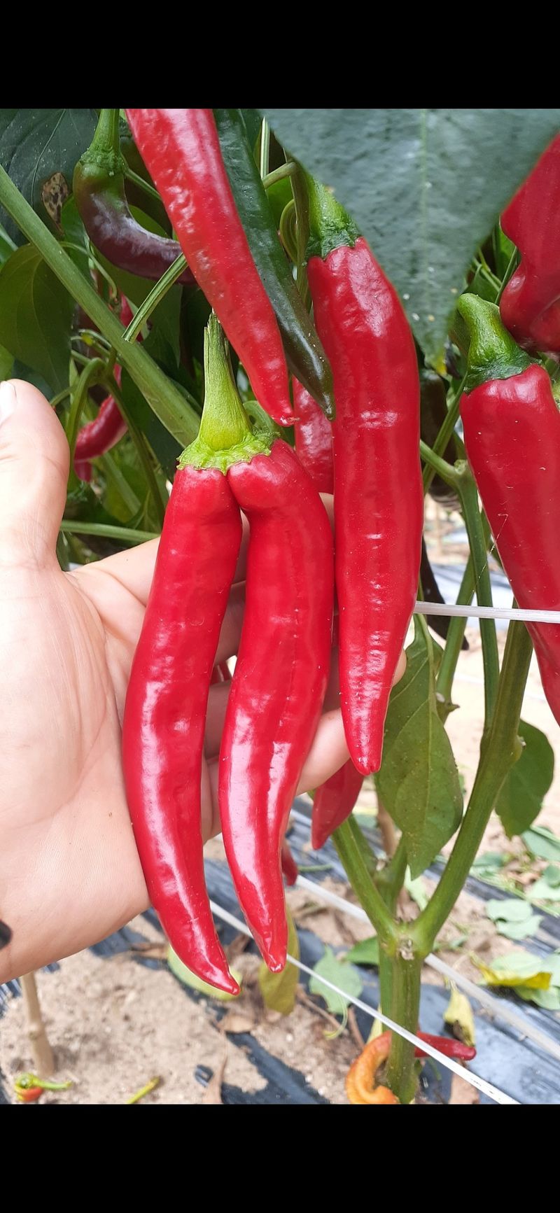 고추가루600G 썸네일 3