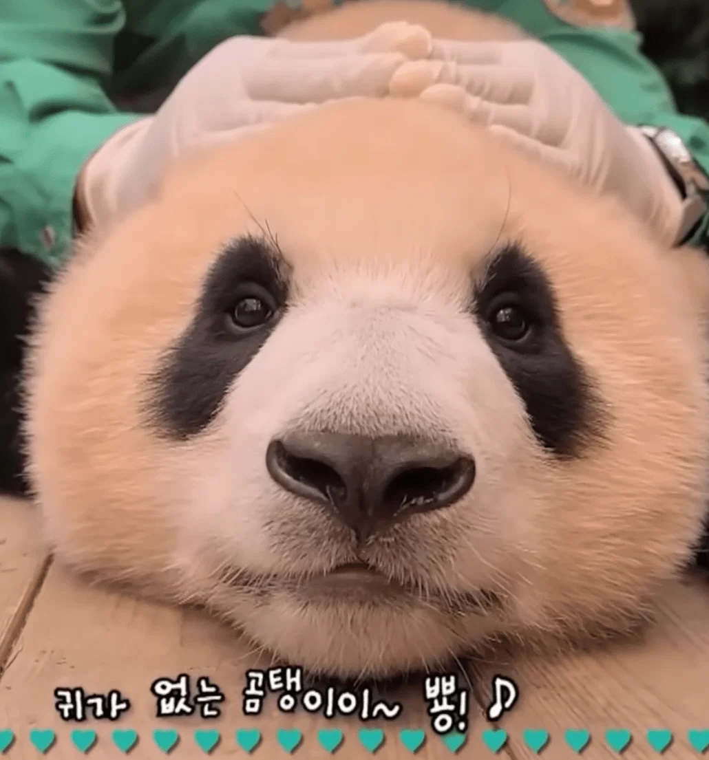 곰탱이 비타 사이다향 썸네일 3