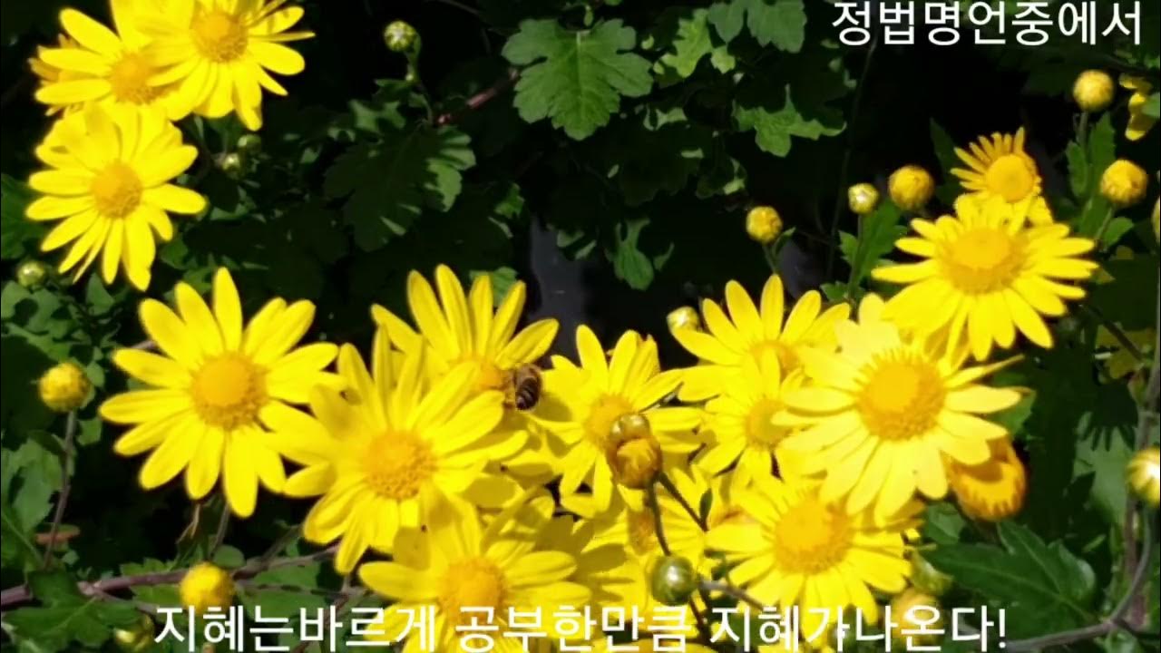 국화사랑 썸네일 3