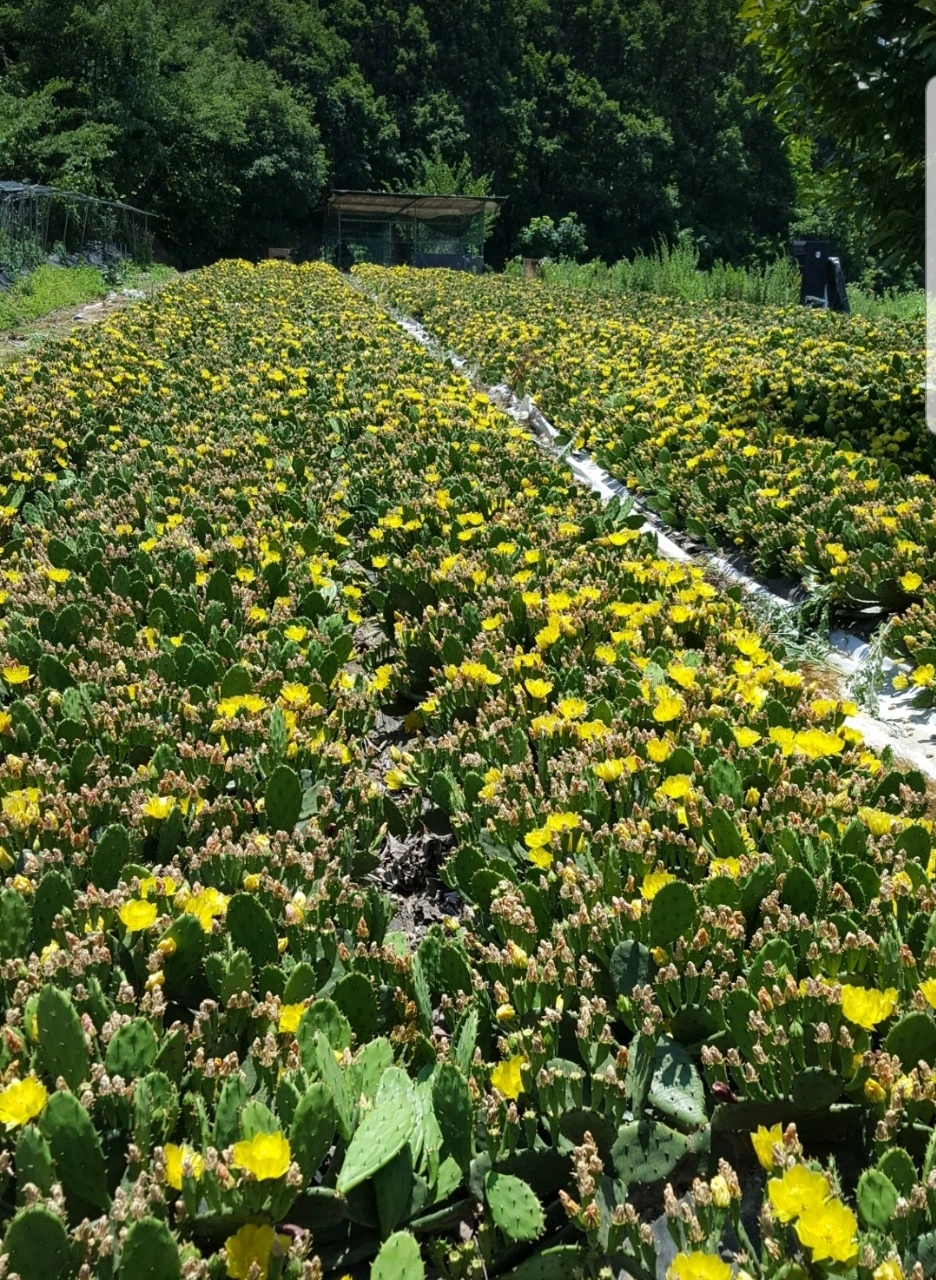 산청愛 천년초 썸네일 3