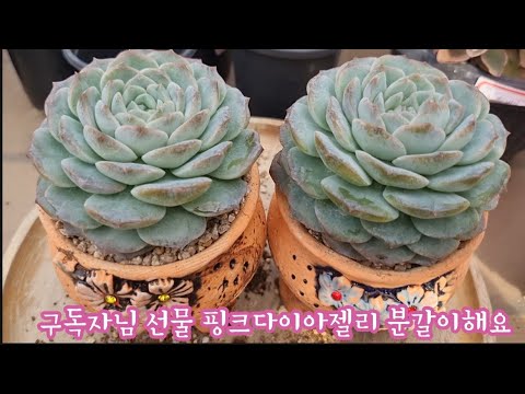 다이아젤리 썸네일 3