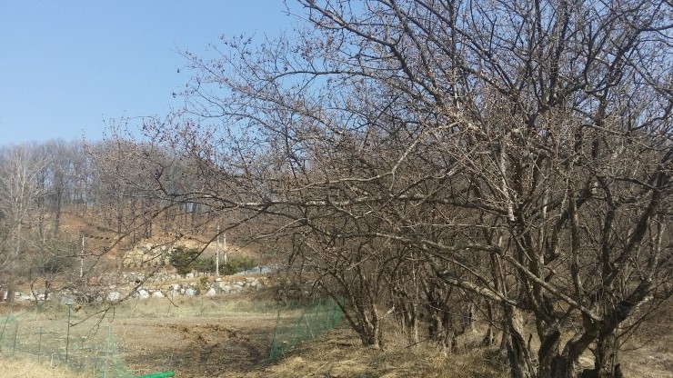 절골유기전통고추장 썸네일 3