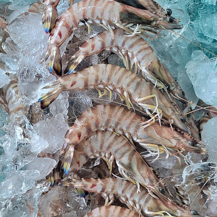 보리새우 액젓 900L 썸네일 3
